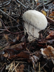 Lycoperdon perlatum