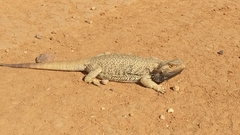 Pogona vitticeps