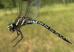 Aeshna subarctica