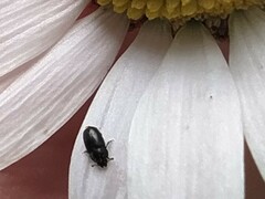Coleoptera