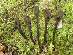 Trichoglossum
