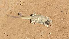 Pogona vitticeps