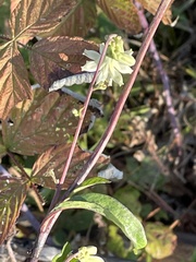 Nabalus trifoliolatus