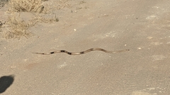Pseudonaja aspidorhyncha