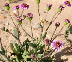 Othonna cakilifolia