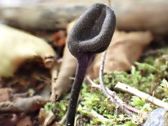 Trichoglossum