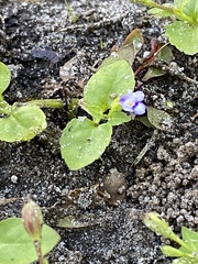 Torenia