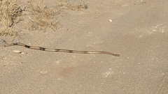 Pseudonaja aspidorhyncha