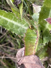 Hippodamia parenthesis