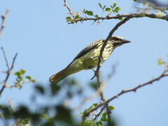 Myiodynastes luteiventris