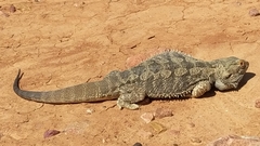Pogona vitticeps