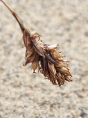 Carex sabulosa
