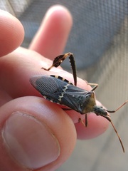 Leptoglossus clypealis