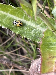 Hippodamia parenthesis