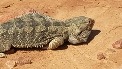 Pogona vitticeps