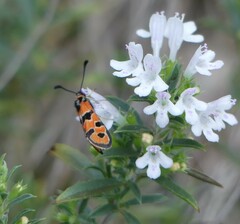 Zygaena fausta