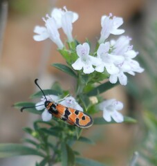 Zygaena fausta
