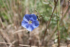 Linum lewisii