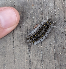 Lophocampa roseata