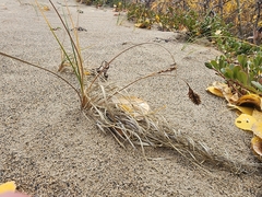 Carex sabulosa