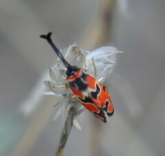 Zygaena fausta