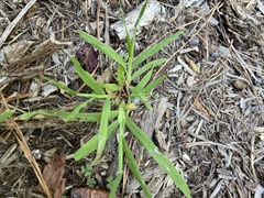 Digitaria sanguinalis