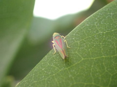 Graphocephala