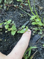 Torenia