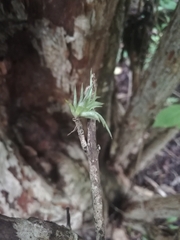 Tillandsia ionantha