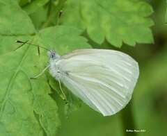 Pieris virginiensis