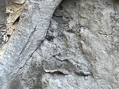 Liometopum occidentale