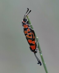 Zygaena fausta