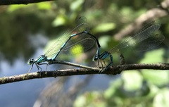 Coenagrion johanssoni