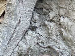 Liometopum occidentale