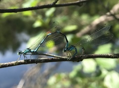 Coenagrion johanssoni