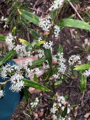 Nematolepis squamea squamea