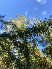 Larix