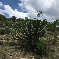 Myrtillocactus geometrizans