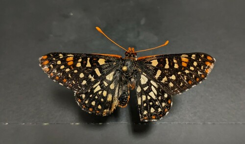iNaturalist observation photo of Variable Checkerspot