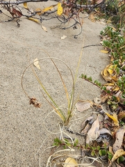 Carex sabulosa