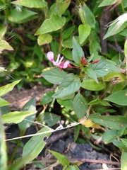 Lopezia racemosa