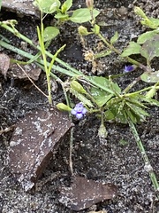 Torenia