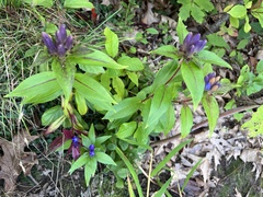 Gentiana clausa