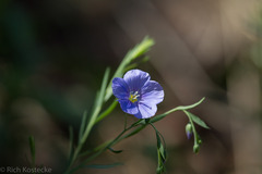 Linum lewisii