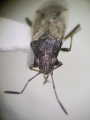 Orsillinae