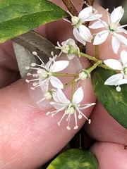 Nematolepis squamea squamea