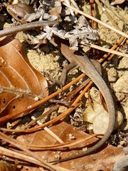 Lacerta viridis