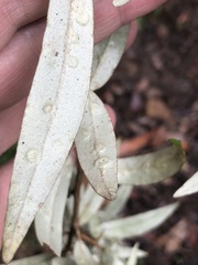 Nematolepis squamea squamea