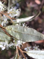 Nematolepis squamea squamea