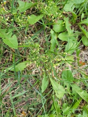 Cyclospermum leptophyllum